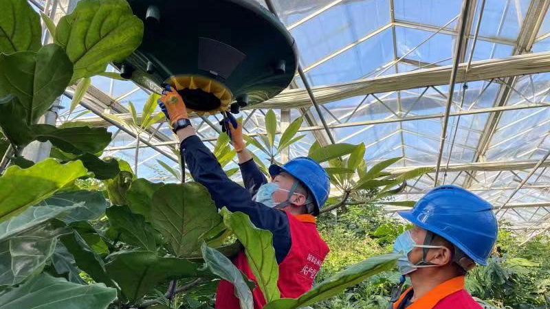 Smart agricultural technologies make vegetables ‘greener’