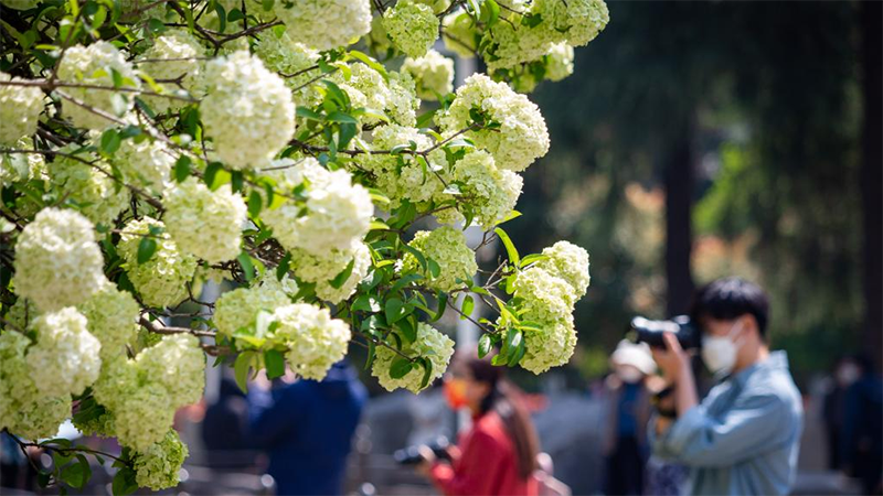 People enjoy spring across China