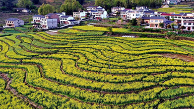 Scenery of terraced field in Ankang, Shaanxi