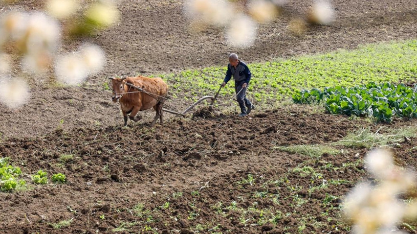 Farming activities in full swing across China