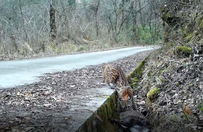 First ever HD video of uncommon Asian golden cat feeding within the wild captured in China’s Sichuan