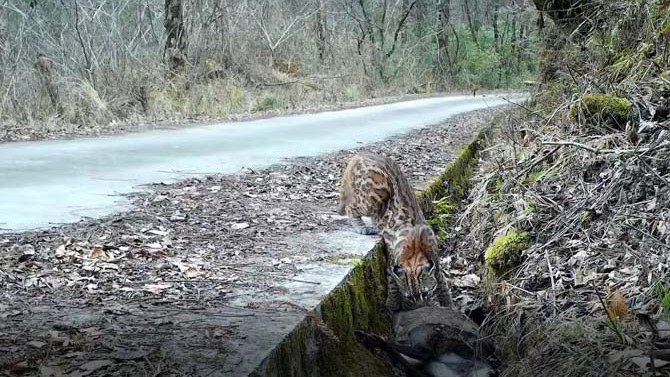 First ever HD video of rare Asian golden cat feeding in the wild captured in China’s Sichuan
