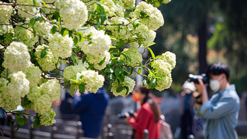 COVID-19 weighs down tourism during Qingming Festival