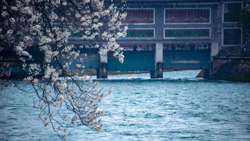 Blossoms add color to ancient Dujiangyan Irrigation System