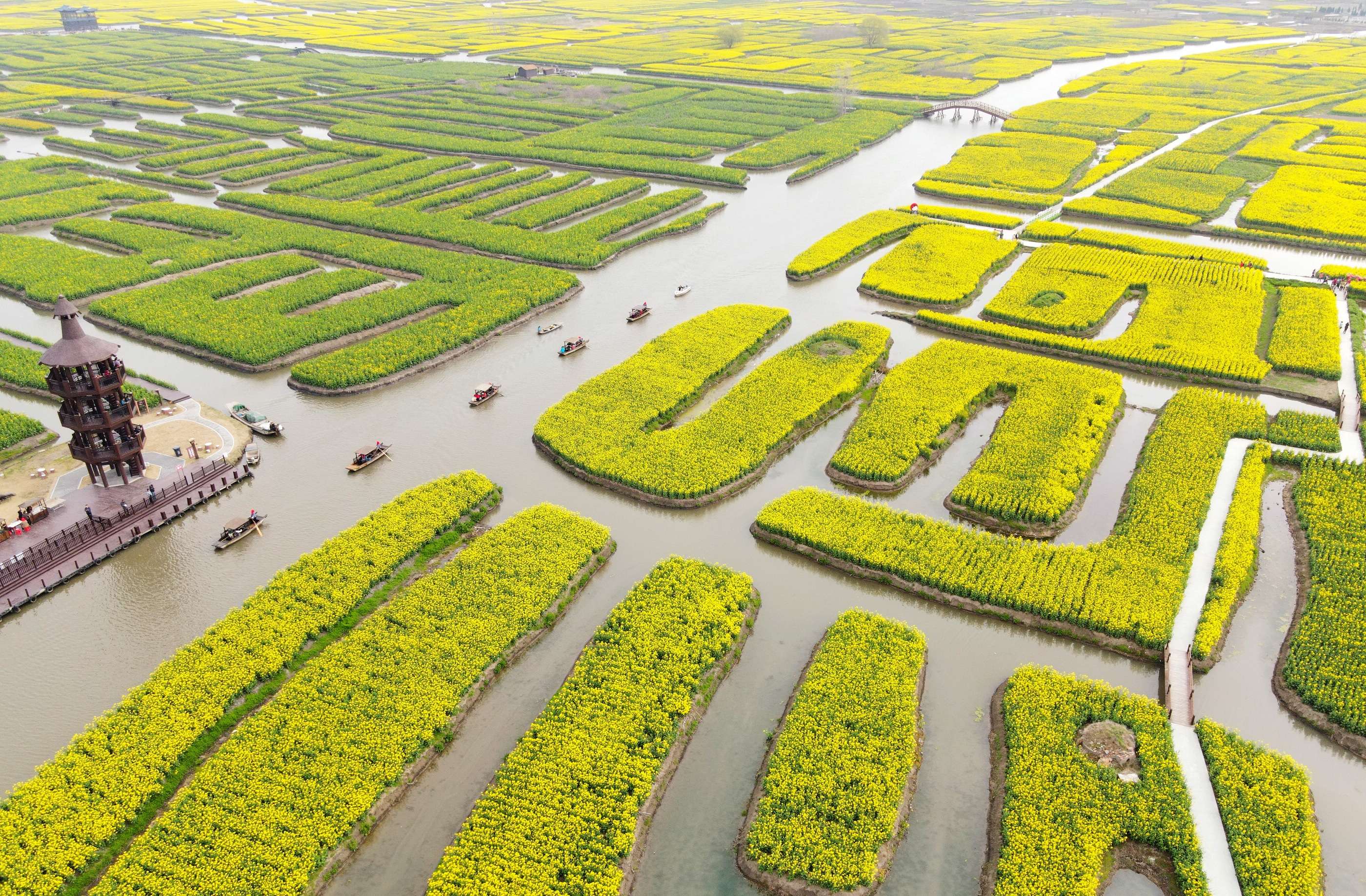 Golden rape flowers in China's Jiangsu province attract numerous tourists