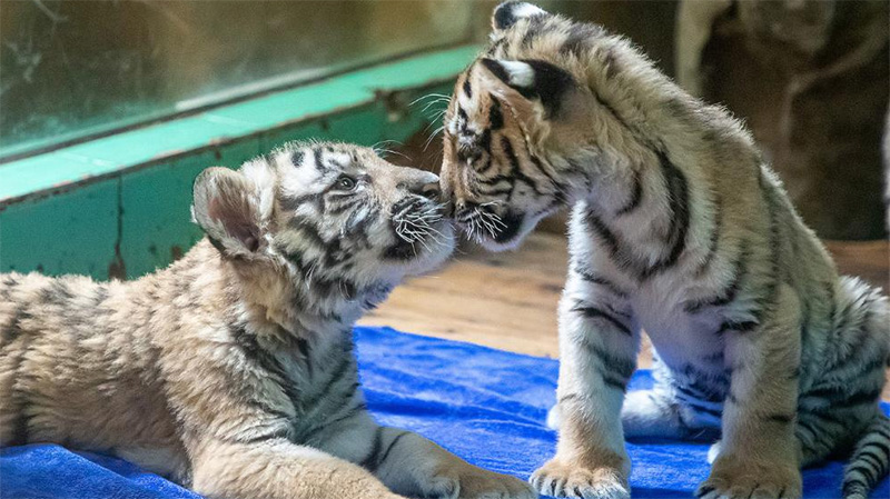 Newly-born Bengal tiger quintuplets to make debut in Guangzhou