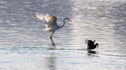 China expands number of green public spaces with countrywide construction of pocket parks, wetland parks