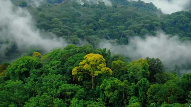 Breathtaking Hainan Tropical Rainforest National Park in a snapshot