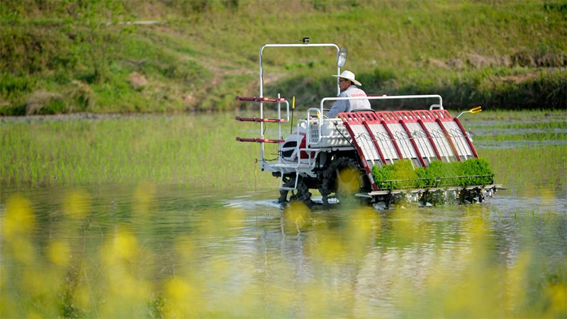 Farmers busy with spring farming across China