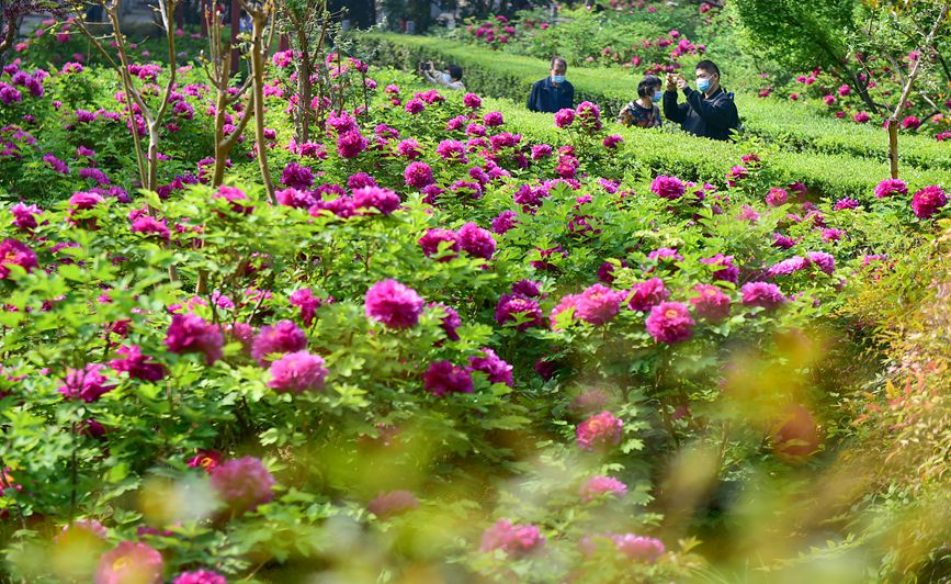 Blooming peonies at seasonal peak of spring blossoming in Luoyang