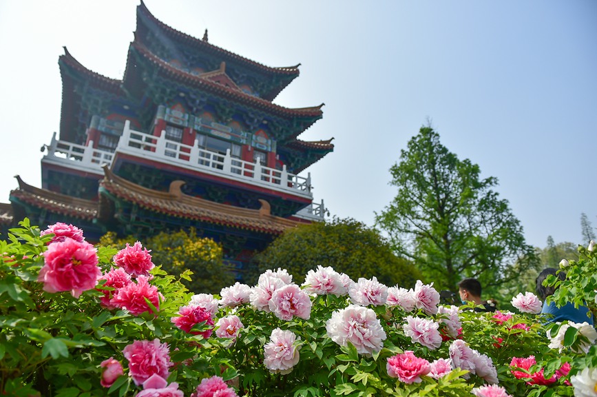 Blooming peonies at seasonal peak of spring blossoming in Luoyang