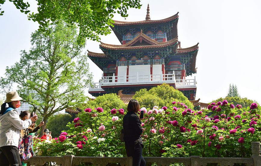 Blooming peonies at seasonal peak of spring blossoming in Luoyang