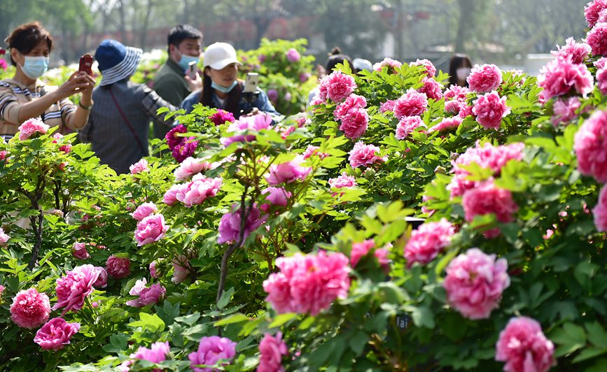 Blooming peonies at seasonal peak of spring blossoming in Luoyang