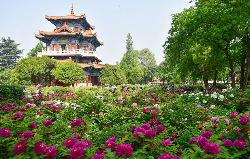 Blooming peonies at seasonal peak of spring blossoming in Luoyang