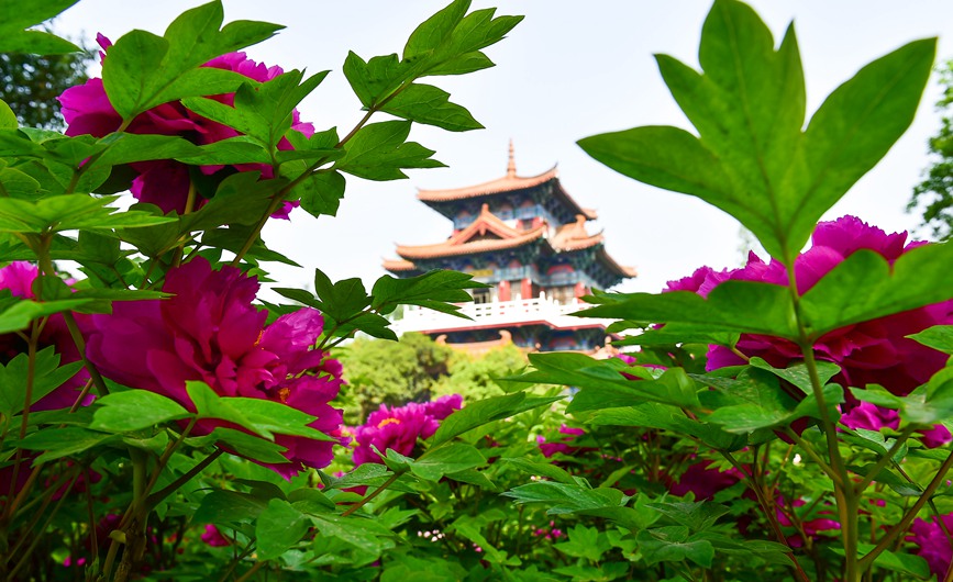 Blooming peonies at seasonal peak of spring blossoming in Luoyang