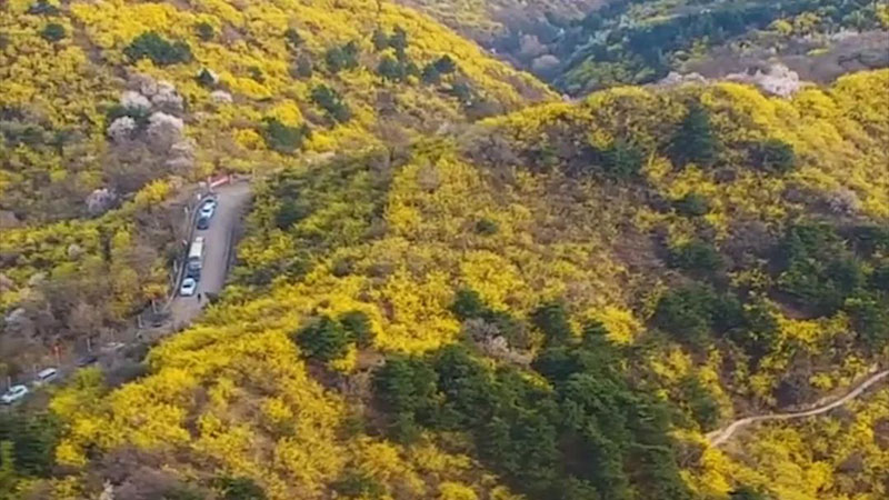 Gift of spring! Golden forsythia blooms