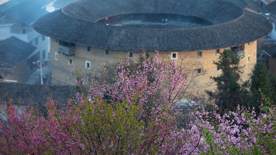 Blooming flowers freshen up age-old earthen buildings in SE China’s Fujian Province