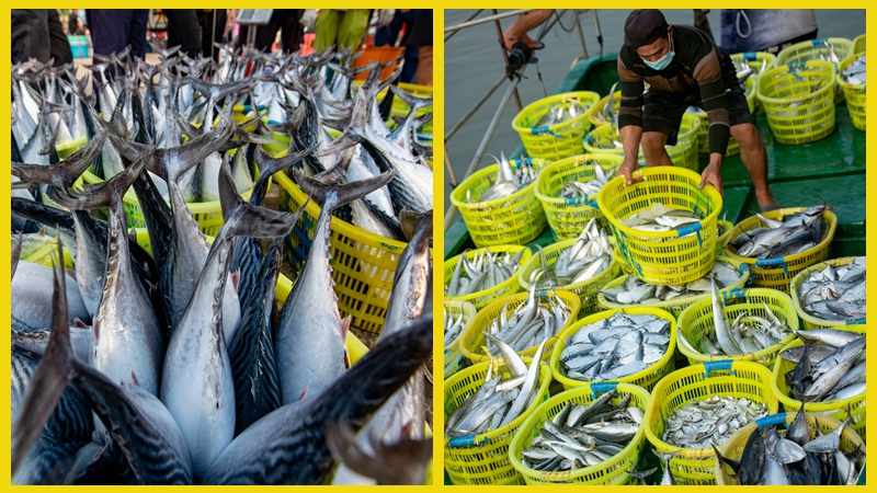 Fishermen of south China's Hainan greet late spring season with bountiful catch