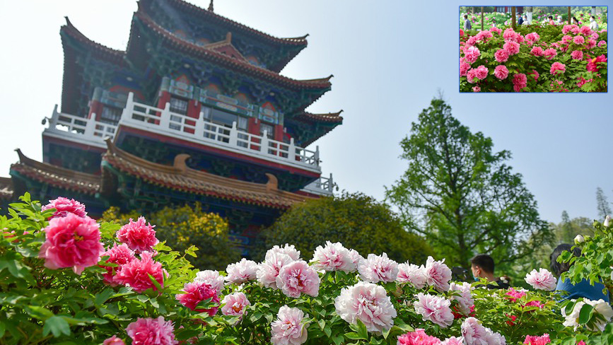 Blooming peonies at seasonal peak of spring blossoming in Luoyang