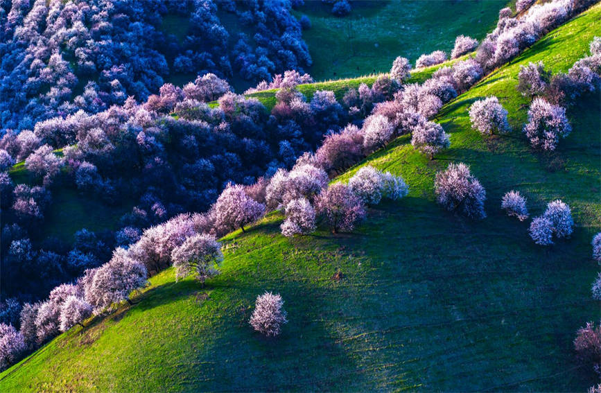 Apricot flowers in full bloom along rolling hills of NW China's Xinjiang