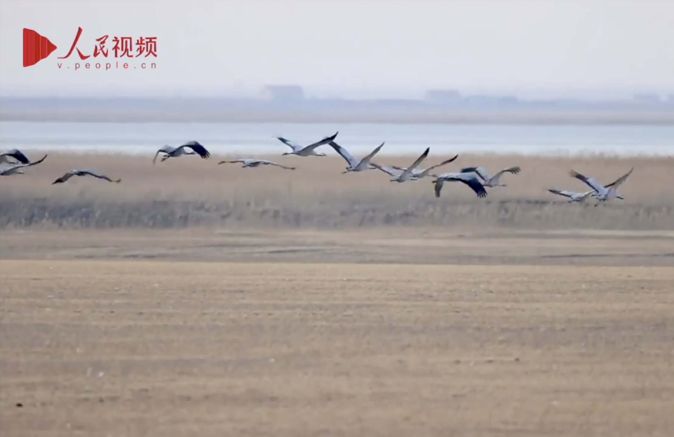 Tumuji National Nature Reserve in NW China an important "transit station" for migratory birds