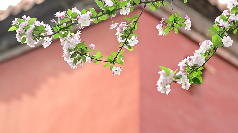 A glimpse of begonia flowers in the Palace Museum