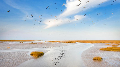 China turns saline-alkali land in Yellow River Delta into high-yield farmland