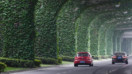 Lush Boston Ivy transforms overpass into green corridor