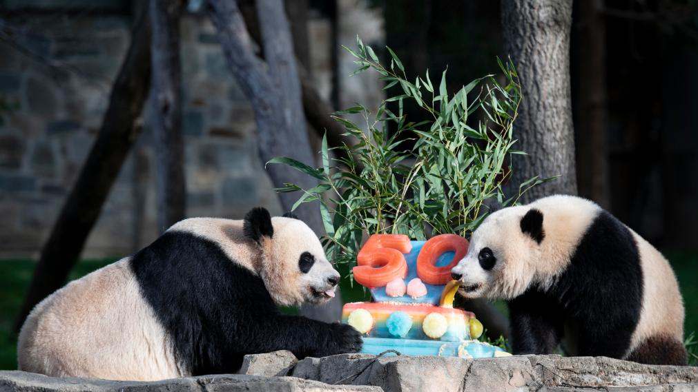 U.S. Smithsonian's National Zoo marks 50th anniversary of giant panda program