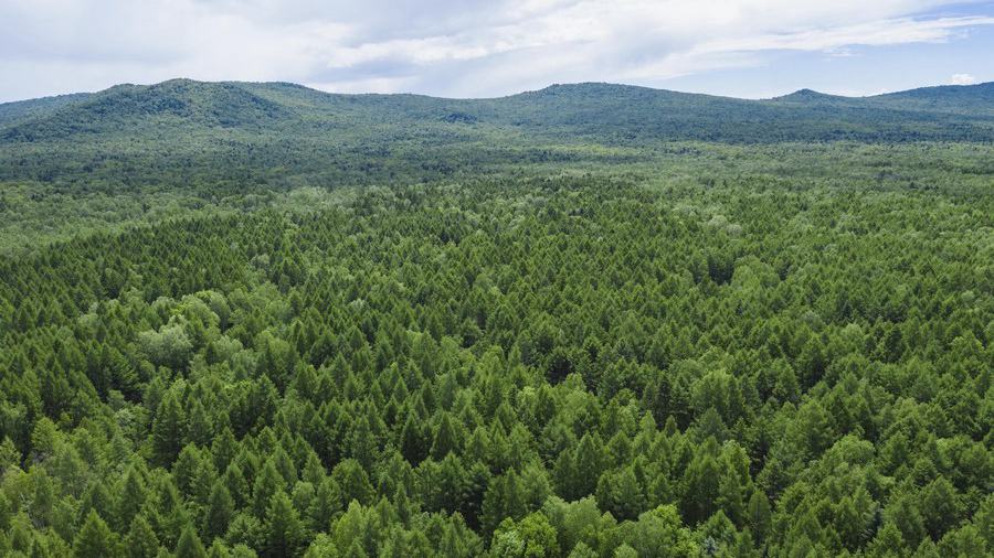China Forestry Group to plant over 40,000 hectares of forests nationwide