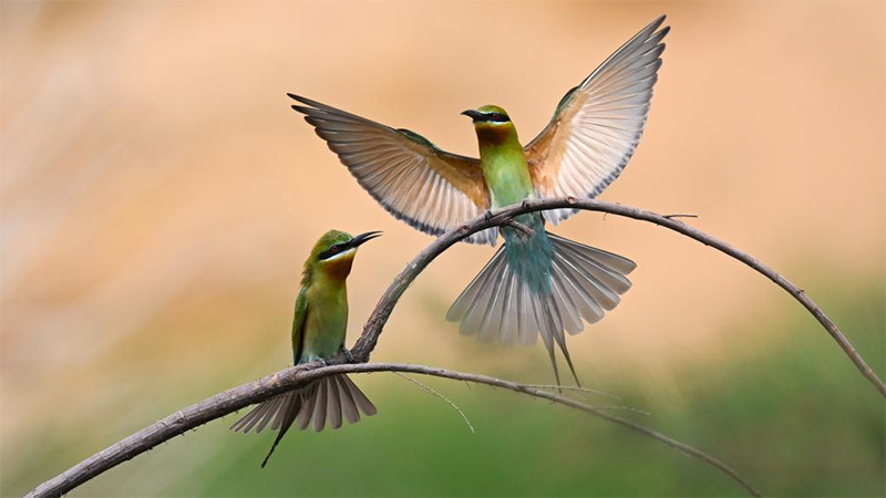 Blue-tailed bee eaters seen in Haikou
