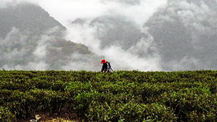 Residents pick tea leaves in Medog County, China's Tibet