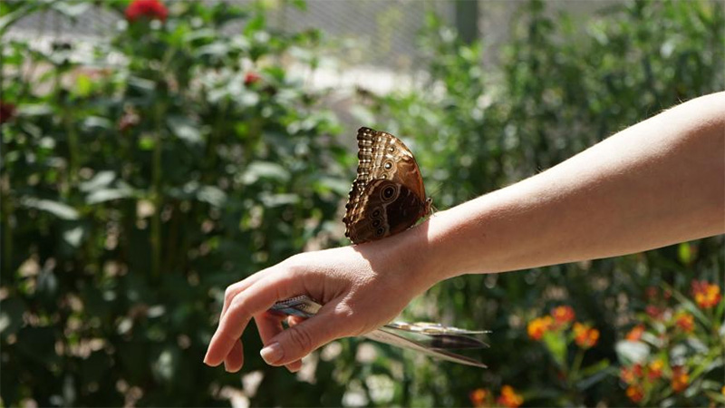 Butterfly Exhibition held at Natural History Museum in Los Angeles