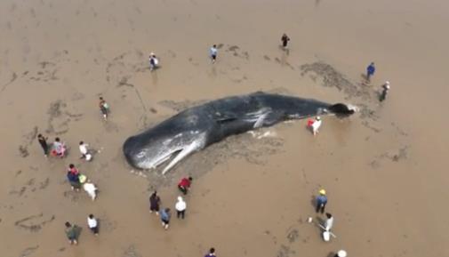 Sperm whale stranded in Zhejiang released back to sea