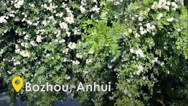 A fragrant witness of a 60-year love story