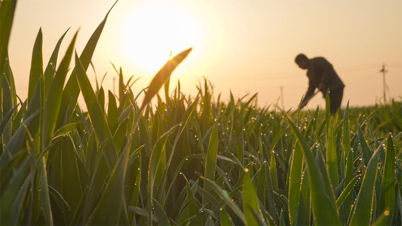 Spring farming across China