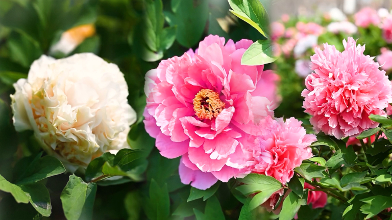 Feast your eyes on peonies!