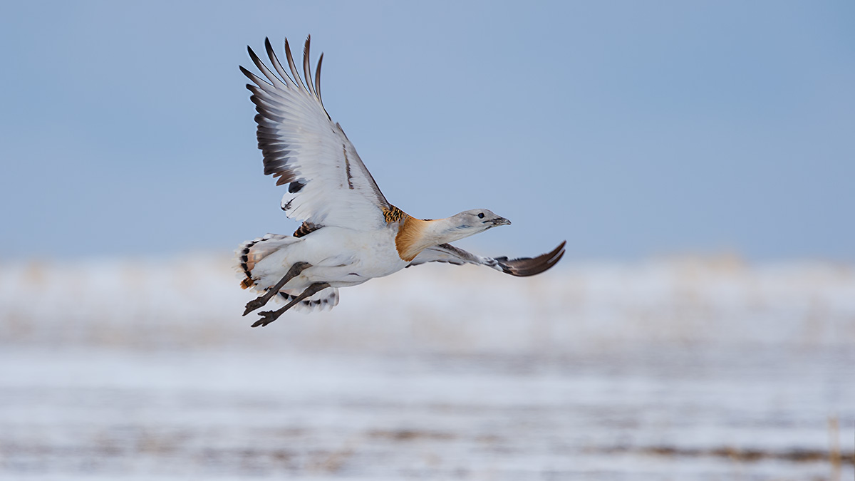 Endangered great bustards make spring journey back to nature reserve in N China's Inner Mongolia