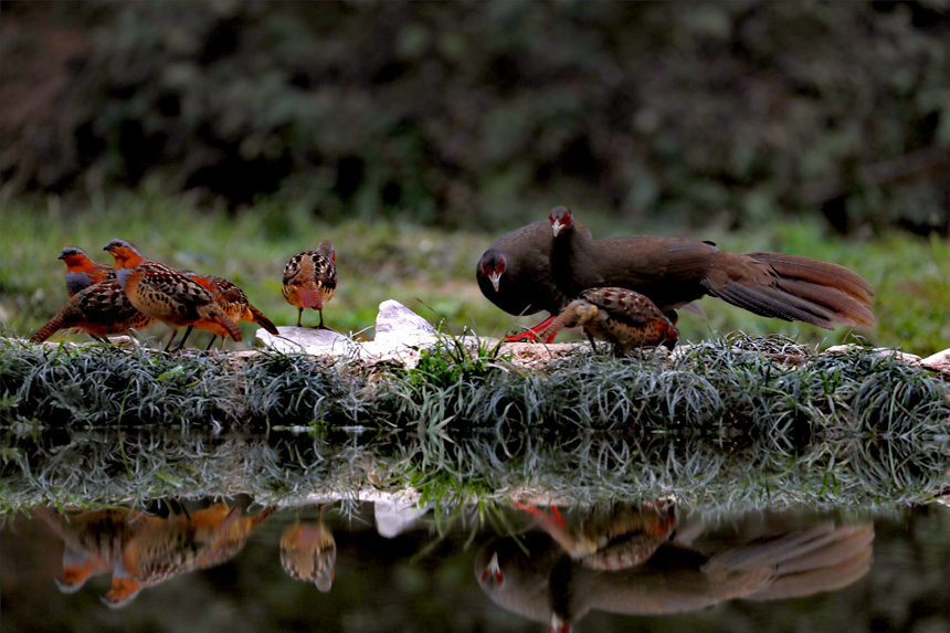 Rare silver pheasants flock together in greater numbers to forage at Yishan nature reserve in east China’s Jiangxi