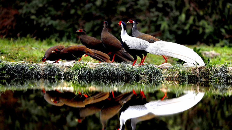 Rare silver pheasants flock together in greater numbers to forage at Yishan nature reserve in east China's Jiangxi