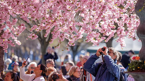 People enjoy cherry blossoms in Stockholm, Sweden