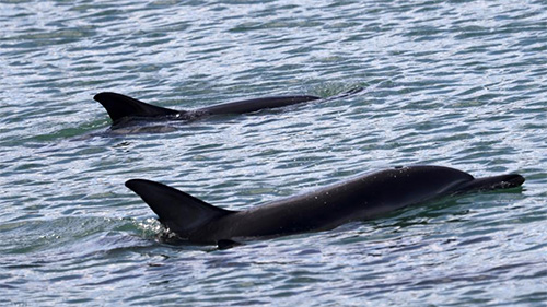 In pics: dolphins seen in Wellington, New Zealand