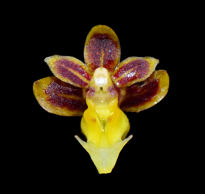 Two new orchid species discovered in S China’s Hainan Tropical Rainforest National Park