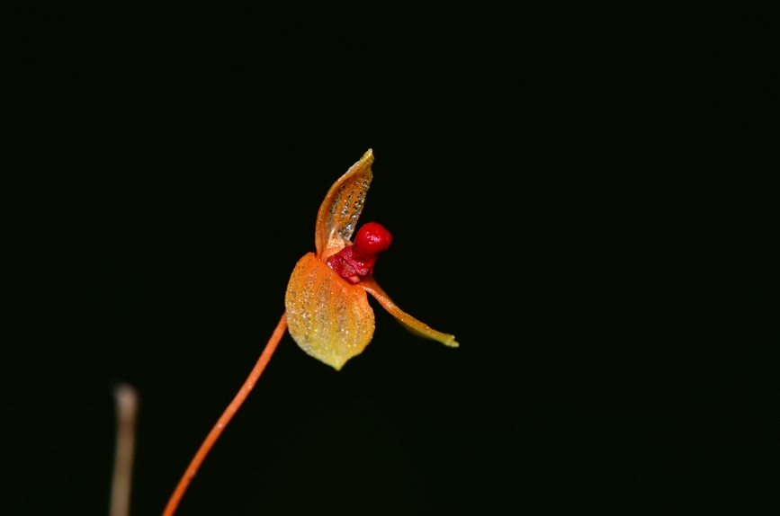 Two new orchid species discovered in S China’s Hainan Tropical Rainforest National Park