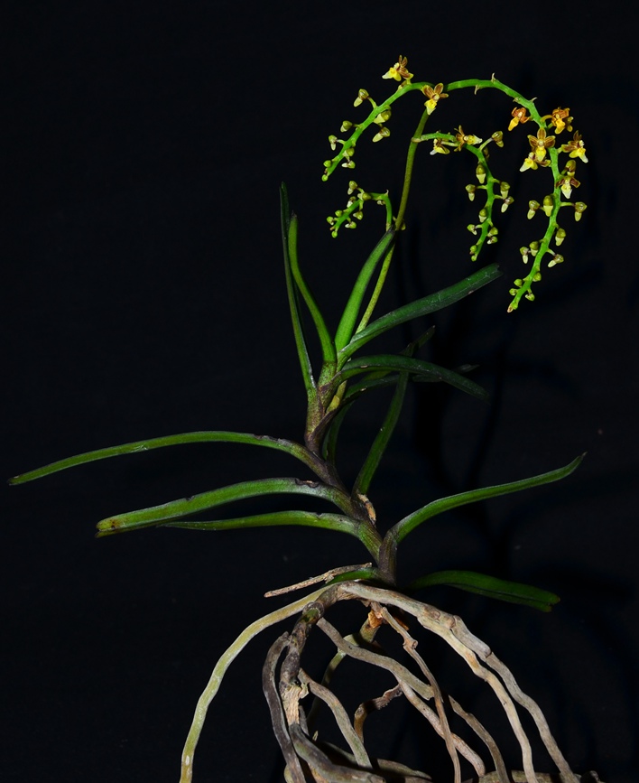 Two new orchid species discovered in S China’s Hainan Tropical Rainforest National Park