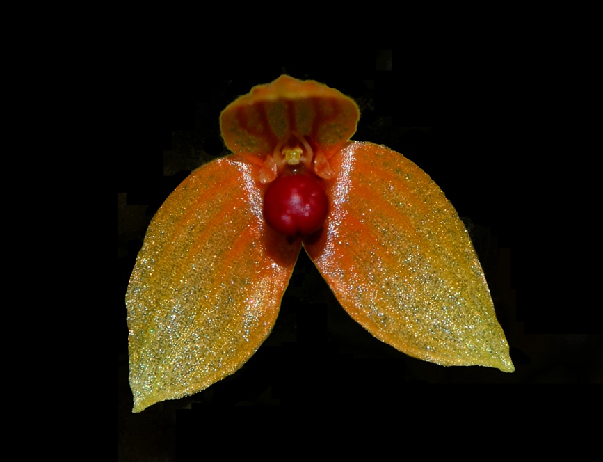 Two new orchid species discovered in S China’s Hainan Tropical Rainforest National Park