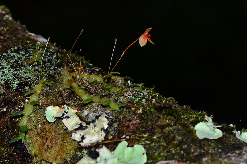 Two new orchid species discovered in S China’s Hainan Tropical Rainforest National Park