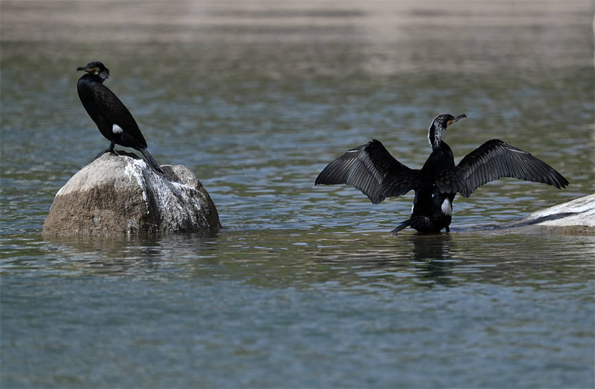 In pics: Water birds flock to pure waters of NW China’s Xinjiang