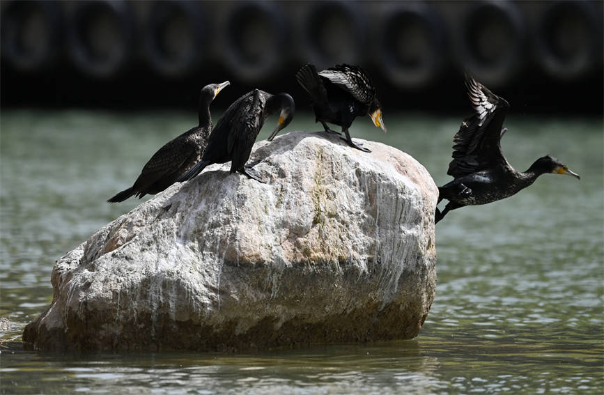 In pics: Water birds flock to pure waters of NW China’s Xinjiang