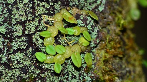 Two new orchid species discovered in S China’s Hainan Tropical Rainforest National Park